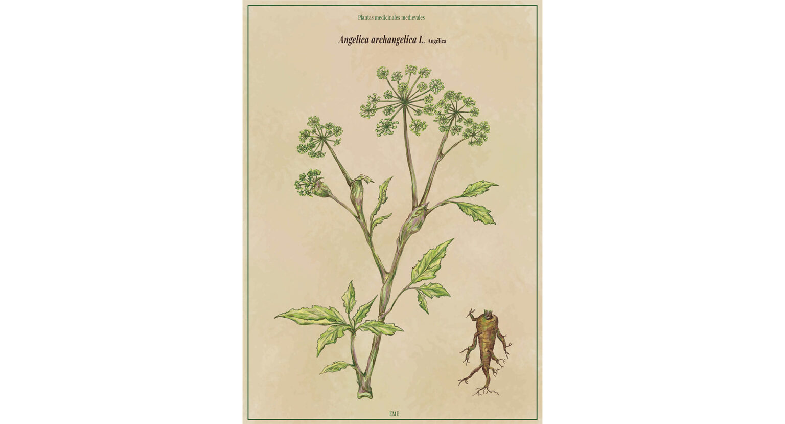 angelica