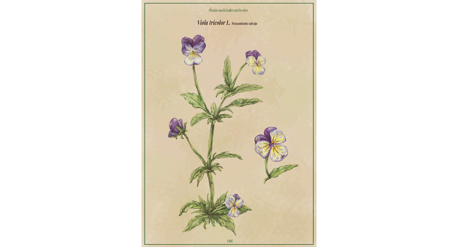 viola